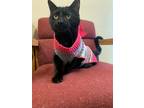 Adopt Tina a Domestic Shorthair / Mixed (short coat) cat in Ladysmith