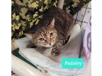 Adopt Paisley a Domestic Shorthair / Mixed (short coat) cat in Richmond
