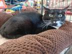 Adopt Oreo a Black & White or Tuxedo Domestic Shorthair / Mixed (long coat) cat