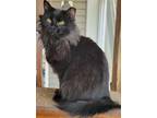 Adopt Queenie a Black (Mostly) Domestic Longhair / Mixed (long coat) cat in