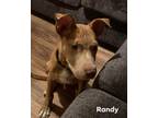 Adopt Randy a Catahoula Leopard Dog / Mixed dog in El Dorado, AR (34187029)