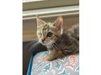 Adopt Jelly Roll a Brown Tabby Domestic Shorthair (short coat) cat in Duluth
