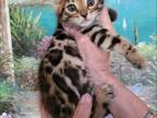 Beautiful Exotic Looking Bengal Kittens