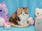 Show Quality Calico Female Purebred Persian Kitten