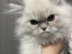 LAST Lilac Point Persian Kitten Remaining