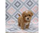 Shih Tzu Puppy for sale in Stratford, WI, USA