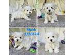 Maltese Puppy for sale in Oneida, NY, USA