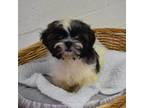 Shih Tzu Puppy for sale in Alexis, NC, USA