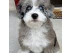 Mutt Puppy for sale in Horseshoe Bay, TX, USA