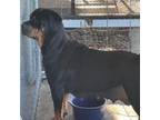 AKC Rottweiler Puppies