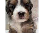 Mutt Puppy for sale in Greenfield, NH, USA