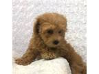 Maltipoo Puppy for sale in Greenwood, AR, USA