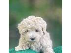 Maltipoo Puppy for sale in Bentonville, AR, USA