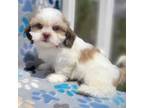 Shih Tzu Puppy for sale in Kendall, WI, USA