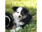 Miniature Australian Shepherd Puppy for sale in Huntsville, AR, USA