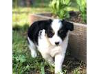 Miniature Australian Shepherd Puppy for sale in Huntsville, AR, USA