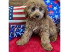 Mutt Puppy for sale in Gaffney, SC, USA