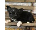 Miniature Australian Shepherd Puppy for sale in Statesboro, GA, USA