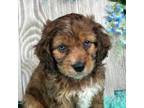 Cavapoo Puppy for sale in Salina, OK, USA