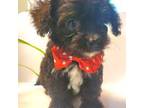 Maltipoo Puppy for sale in Franklinton, LA, USA