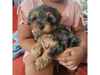 Shih Tzu Puppy for sale in Lawndale, CA, USA