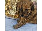 Cavapoo Puppy for sale in Lawndale, CA, USA