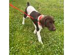German Shorthaired Pointer Puppy for sale in Wellsville, PA, USA