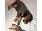 Doberman Pinscher Puppy for sale in Lancaster, NY, USA