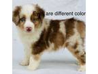 Red Merle male/Coconuts