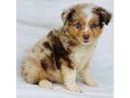 Red Merle Male/Coconuts