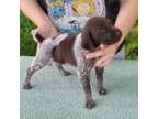 German Shorthaired Pointer Puppy for sale in Quebeck, TN, USA