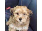 Mutt Puppy for sale in Pleasanton, KS, USA
