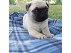 Pug Puppy for sale in Owen, WI, USA