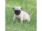 Pug Puppy for sale in Greenwood, WI, USA