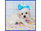Maltipoo Puppy for sale in Austin, TX, USA