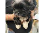 Shih-Poo Puppy for sale in Williamstown, KY, USA