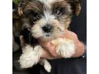 Shorkie Tzu Puppy for sale in Williamstown, KY, USA