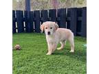 Golden Retriever Puppy for sale in Oak Hill, FL, USA
