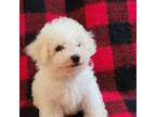 Akc Bichon Frise