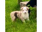 Blue Eyed Red Merle Female