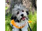 Havanese Puppy for sale in Newcastle, CA, USA