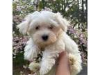 Maltese Puppy for sale in Ludlow, MA, USA