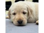 Labrador Retriever Puppy for sale in Naugatuck, CT, USA