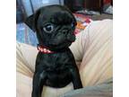Pug Puppy for sale in Bloomington, IL, USA