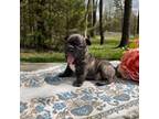 French Bulldog Puppy for sale in Cherry Creek, NY, USA