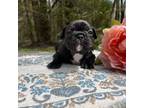 Mutt Puppy for sale in Cherry Creek, NY, USA