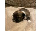 Shih Tzu Puppy for sale in Jackson, MS, USA