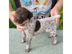 German Shorthaired Pointer Puppy for sale in Quebeck, TN, USA
