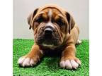 Olde English Bulldogge Puppy for sale in Center Barnstead, NH, USA
