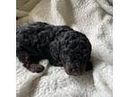 Poodle (Toy) Puppy for sale in Sebring, FL, USA